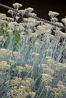 The Thames Garden Barges. Helichrysum italicum and rope.