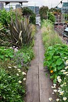 The Thames Garden Barges. Approach to the gardens walkway edged with wind tolerant plants, Phormium, Ceanothus, Viburnum, grasses, Nasturtiums and ox-eye daisies.