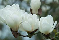 Magnolia denudata with raindrops