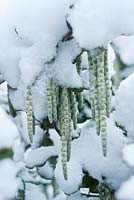 Garrya elliptica in snow