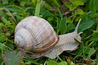 Roman Snail - Helix pomatia 