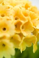 Primula auricula 'Chamois'. Small bright yellow multi-flowered spring perennial in ceramic pot