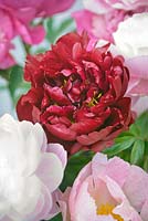 Group of peony flowers including Paeonia 'Peter Brand' (centre), 'Roselette' (bottom right) and 'Mrs F.D.Roosevelt' (bottom left and middle right) 
