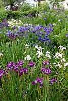 Iris border with (burgundy front) Iris 'Demure Illini', Iris 'Pleasures of May' (white), Iris 'Navy Brass' (blue large clump), Iris 'Forncett Moon' (creamy behind 'Navy Brass') at Holmes Farm, Irvine, Ayrshire