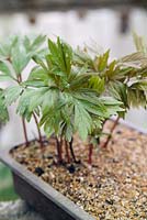 Paeonia veitchii white form. Seedlings growing in seed tray
