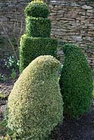 Euonymus and Buxus sempervirens - box topiary shapes by Jake Hobson