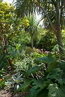 Exotic tropical style garden including Rheum, Verbascum, Astelia, Arbutus unedo - strawberry tree, Euphorbia, Crinum, Phytolacca, Gazania, bamboo and Cordyline 