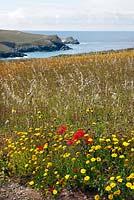 Wildflower meadow above Porth Joke or Polly Joke Beach, Newquay, Cornwall, England