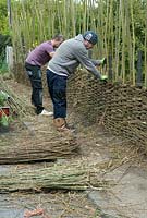 Willow Fence Construction -  Men working in tandem to continue weaving willow between uprights as the fence gains height