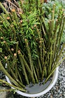 Salix viminalis 'Super' Willow cuttings rooting in a large bucket of water, Wales, UK