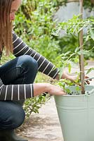 Woman with metal pot planting tomato plant