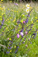 Flowering meadow includes sage, field scabious, daisies, buttercup and grasses.