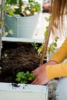 Companion planting includes tomatoes and basil. Woman holding seedlings of basil ready for planting in a wooden crate used as a raised bed