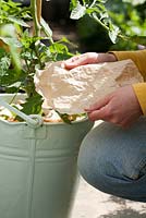Making a mulch of straw and cardboard or paper in container planted with tomato and basil to reduce soil water evaporation. 