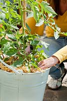 Making a mulch of straw and card board or paper in container planted with tomato and basil to reduce soil water evaporation. Covering placed paper or card board with straw.