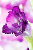 Gladiolus  'King's Lynn'  Half opened flower  August