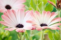 Osteospermum Serenity Pink Magic - 'Balserpima'  Serenity series - Flowers change colour as they age, September