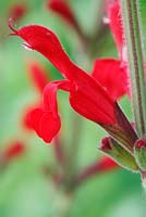 Salvia darcyi - Mexican sage, October