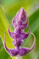 Salvia leucantha AGM - Mexican bush sage,  November