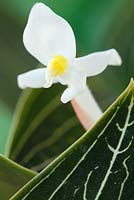 Ludisia discolor  'Jade Velvet' - Black jewel orchid, November