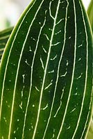 Ludisia discolor  'Jade Velvet' - Black jewel orchid,  Pattern on leaf,  November