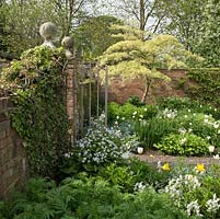 Tree Cornus Contraversa The Wedding cake tree underplanted with spring flowering bulbs, mature trees and shrubs in walled garden -  early summer June  