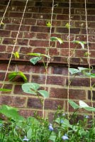 Runner beans in troughs - growing up string supports against garden wall - underplanted with Lobelia