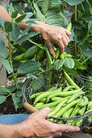 Step by step -  Harvesting Broad Bean 'Aquadulce Claudia'