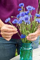 Arranging Centaurea cyanus - Cornflower into blue glass vase