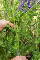 Picking Salvia nemorosa 'Ostfriesland'