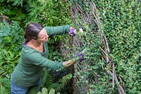 Woman cutting back foliage growing through fence