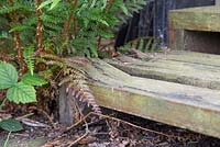 Wooden steps edged by ferns