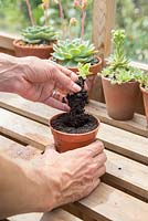Step by step - dividing and repotting Papaver Oriental 'Karine' -  planting into new pot 