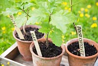 Step by step for making homemade labels - using printing pack - container planted tree saplings 
