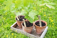 Step by step for making homemade labels - labeled saplings in containers 