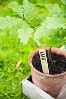 Step by step for making homemade labels - Labeled oak tree sapling in pot 