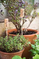 Recycled corks as plant labels - container planted herbs sage and thyme 