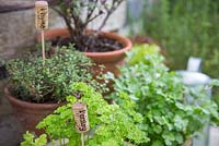 Container planted herbs with recycled corks used as plant labels