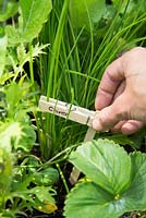 Using wooden clothes pegs as plant labels in raised bed - chives 