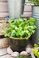 Using pebbles as plant labels - Coriander in container