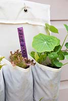 Step by step for planting vertical shoe holder with fruit and vegetables - colourful labeling