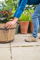 step by step -  Hydrangea in large wooden container - placing transporter underneath heavy pot to move