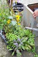 large galvanised container with dwarf bean 'concador', Blackcurrant sage, Variegated ginger mint, Red veined sorrel, Indian mint, Lime mint, Fuchsia 'Upright Blackie ' Sanvitalia 'sunny trailing', Salvia officinalis Purpurascens, Ornamental Millet F1 'Purple Baron, Cataqnache caerulea