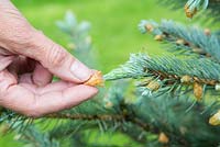Abies procera - Removing bud scales from new growth on pine 