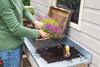 Step by step - Planting old wooden box container with Thymus green/yellow and Thymus serpyllum coccineus
