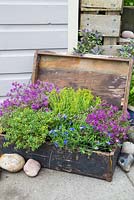 Step by step - Planted old wooden box with Thymus green/yellow and Thymus serpyllum coccineus