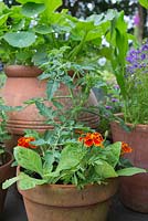 Containers with tagetes and tomatoes