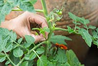 Pinching out side shoots - Container with tomato and tagetes