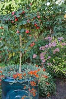 Container with Abutilon and Lotus berthelotti