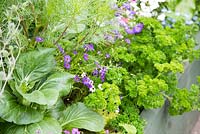 Mixed raised bed with herbs, vegetables and flowering companion plants